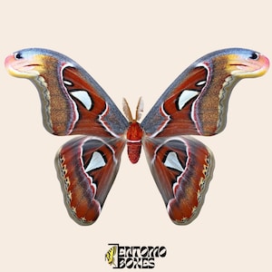 Vastgezette Attacus-atlasmot: echte reuzenatlaszijdemot-exemplaar voor taxidermiecollectie