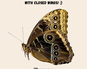 Real Blue morpho helenor tropical butterfly, unpinned A1 male or