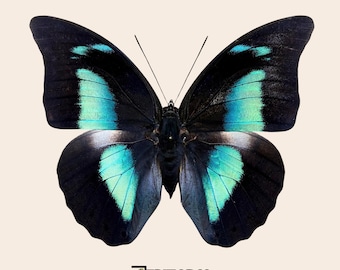 Mariposa real seca de Archaeoprepona demophon para colección de taxidermia entomológica