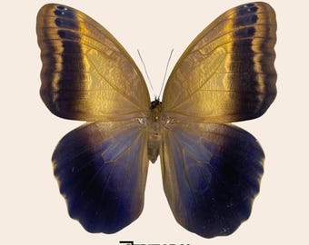 Caligo memnon, ejemplar macho real, taxidermia, entomología