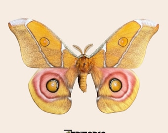 Real Antherina Suraka Moth Specimen, Pinned or Unmounted, Madagascar Silk Moth, Entomology Display, Taxidermy Insect