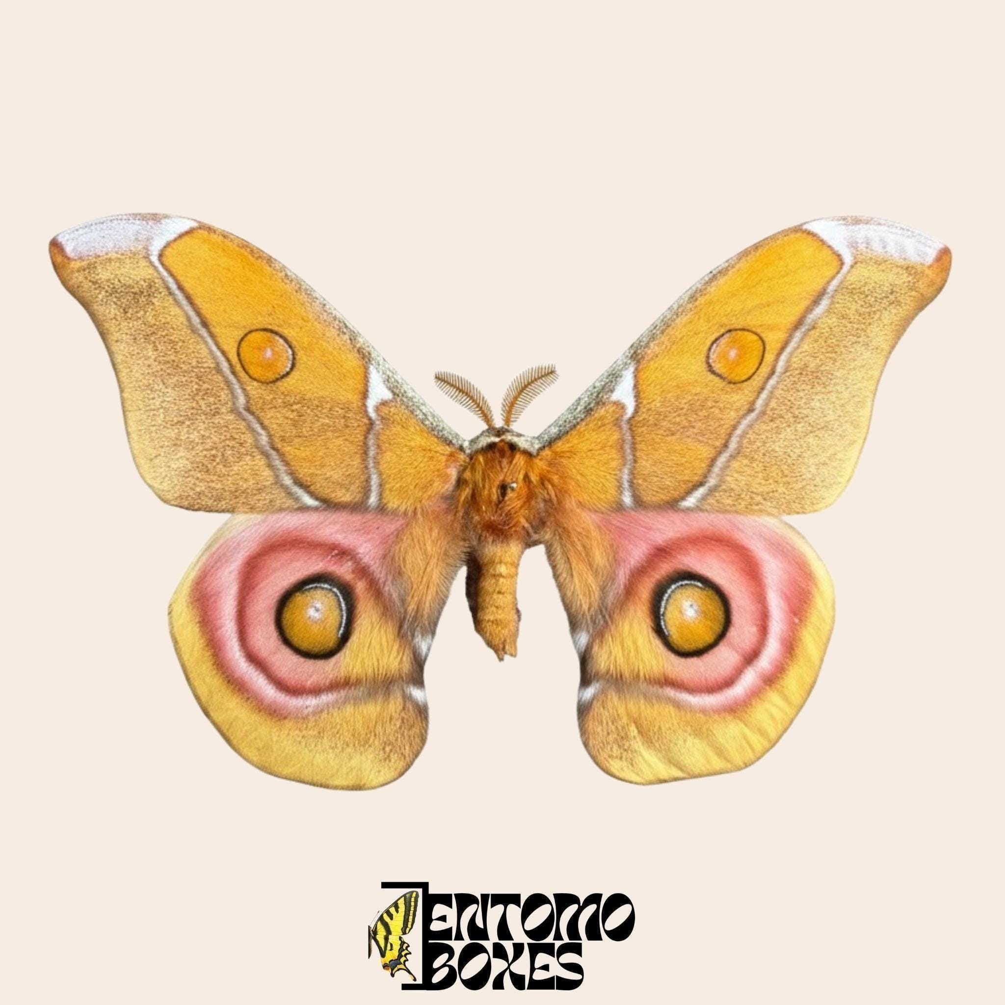 トルコのヤママユの仲間　Neoris naessigi 標本　蛾 昆虫 Saturniidae moth - Etsy 日本