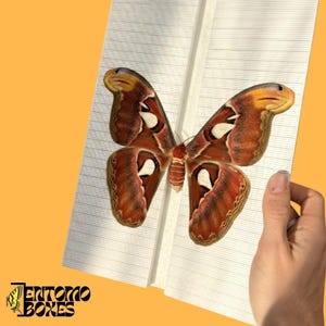 Tableros de anuncios en ángulo grandes, pegatinas de cuadrícula, mariposas, polillas, insectos, taxidermia, entomología