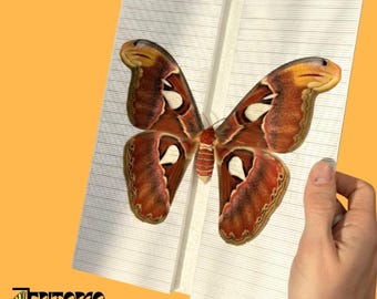 Large Angled Pinning Boards grid sticker Butterflies Moths insect taxidermy entomology