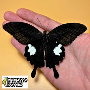 Papilio helenus the red Helen swallowtail tropical dry papered butterflies from China collection