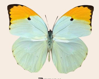 Real butterfly Anteos menippe yellow orange Tropical specimen for taxidermy entomology
