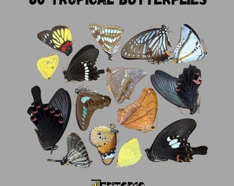 60 tropische vlinders
