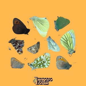 Real Butterfly Set: 6pcs European Mix - Papered Entomology Specimens