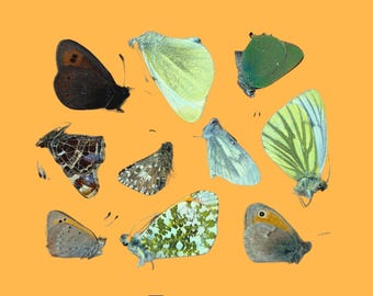 Set echte vlinders: 6-delige Europese mix - op papier entomologiemonsters