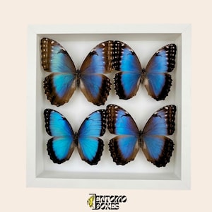 Real Blue Morpho Butterflies in Display Frame