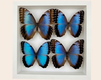 Real Blue Morpho Butterflies in Display Frame