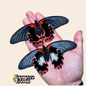 Mariposa auténtica Papilio rumanzovia: ejemplar rojo de calidad A1 sin montar, ideal para coleccionismo y taxidermia.