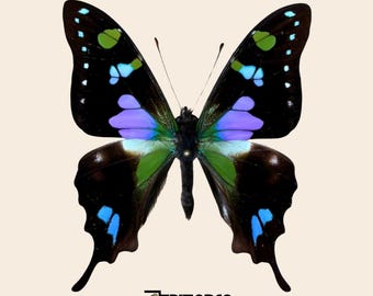 Espécimen de mariposa cola de golondrina con manchas púrpuras (Graphium weiskei) montado sobre alfileres