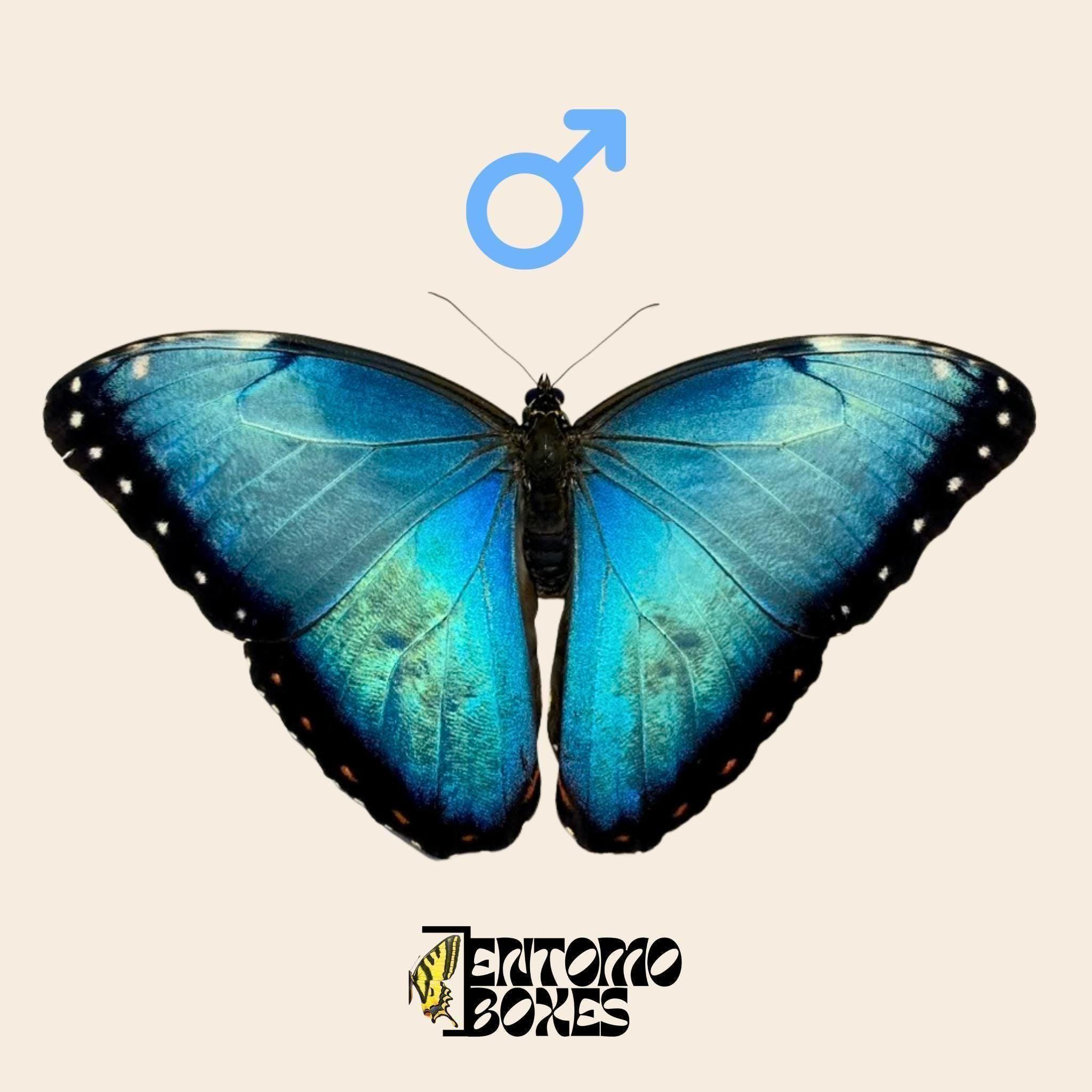 Real Blue morpho helenor tropical butterfly, unpinned A1 male or