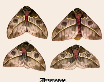Real Automeris Frankae Moth: Rare Saturniidae Specimen, Pinned or Papered