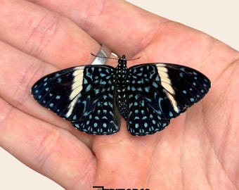 Colección de especímenes de mariposas tropicales Hamadryas reales, taxidermia y entomología