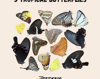 Set of 5 Real Tropical Butterflies: Mixed Papered Specimens for Entomology & Taxidermy Art