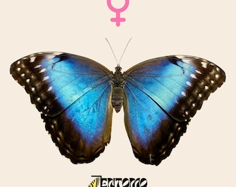 Real Blue morpho helenor tropical butterfly, unpinned A1 male or