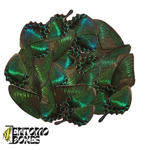 20 pcs Real Butterfly Papilio Urania Insect Wings For Art DIY Home Decor Entomology