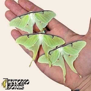 Mondspinner für die Entomologie, Tier- und Pflanzenwelt