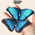 Real Blue morpho helenor tropical butterfly, unpinned A1 male or female specimen for collection product logo