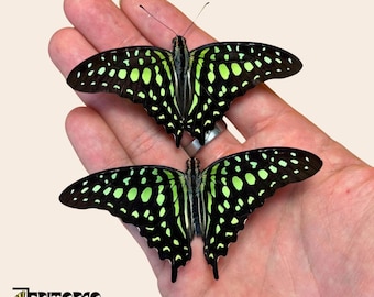 Ejemplar real de mariposa Graphium agamemnon verde para colección de taxidermia entomológica.