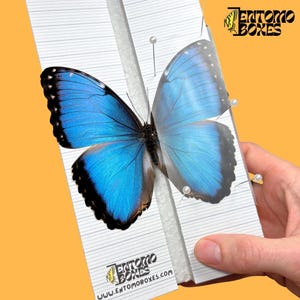 BUtterfly pinning setting spreading board angled foam with grid sticker