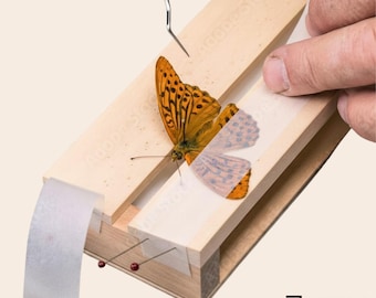 Cinta adhesiva para mariposas y polillas de papel de Pérgamo para extender las alas