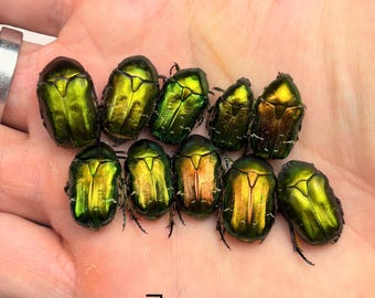 Green Cetonia Flower Beetle: Real Iridescent Specimen for Entomology and Taxidermy Art