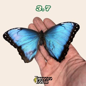 Könnte beinhalten: Ein leuchtend blauer Schmetterling mit schwarzen Rändern und weißen Punkten wird mit ausgebreiteten Flügeln in einer Hand gezeigt. Die Flügel des Schmetterlings zeigen einen Farbverlauf von Blautönen. Die Zahl "3.7" steht grün über dem Schmetterling. Das Logo "Entomo Boxes" befindet sich unten.