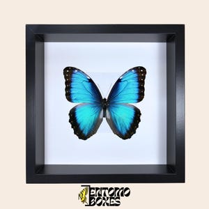 Cornice espositiva per ombre di insetti per collezione di tassidermia entomologica