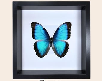 Insect shadow display frame for entomology taxidermy collection