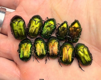 Escarabajo verde de la flor de Cetonia: un ejemplar iridiscente real para la entomología y el arte de la taxidermia.