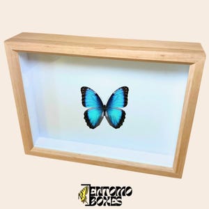 Handmade Alder Insect Display Frame: Airtight Entomology Shadow Box with glass lid