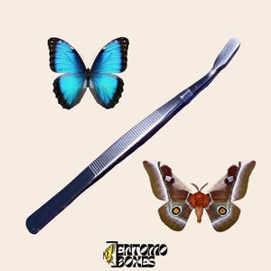 Flat Tip Tweezers for spreading butterflies and moths wings entomology taxidermy