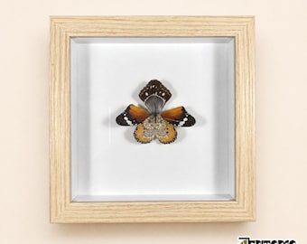 Butterfly Wing Orchid Frame, One of a Kind Flower Art, 15.5 cm Glass Shadow Box