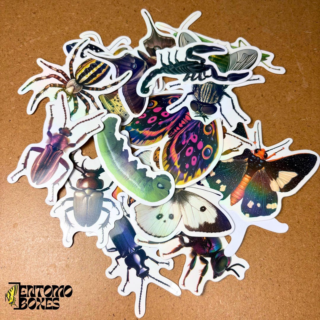 Bugs Insect PVC Vinyl Random Stickers - Etsy