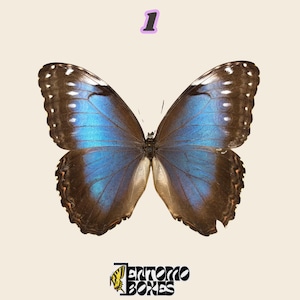 Puede incluir: Una mariposa grande con alas de color azul iridiscente bordeadas por bordes de color marrón oscuro con pequeñas manchas blancas. El número 1 aparece en la parte superior y el texto ENTOMO BOXES con un icono de mariposa amarilla abajo.