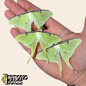 Prawdziwy okaz jedwabnika Actias luna moon do kolekcji taksydermii entomologicznej