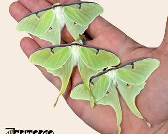Real Actias luna moon silk moth specimen for entomology taxidermy collection