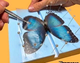 Kit fai-da-te a forma di farfalla per la collezione di tassidermia entomologica - Morpho blu