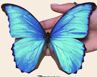 Ejemplar de mariposa Morpho didius Giant Blue Morpho (montado en alfiler)