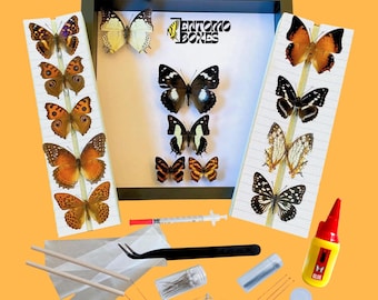 Kit de exhibición para la colección de mariposas tropicales asiáticas (guía en PDF incluida)