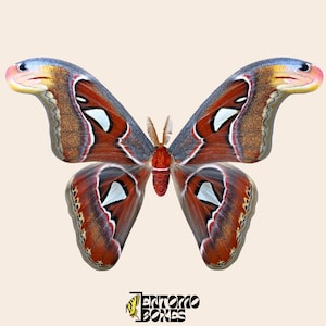 Attacus lorquini – Echte Schmetterlingspräparation für Entomologie- und Taxidermie-Sammlungen