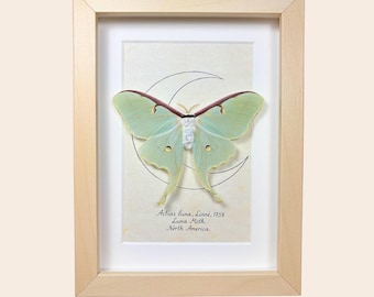 Real Luna moth in frame actias luna entomology silkmoth butterfly