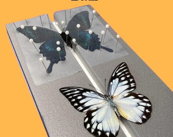 Large Flat Butterfly Pinning Board Butterflies Moths Insects taxidermy entomology
