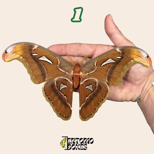Può includere: Una grande falena Attacus atlas con ali marroni espanse caratterizzate da segni triangolari bianchi e motivi a testa di serpente sulle punte. La falena ha un corpo peloso color marrone-arancio. Sono presenti il numero 1 e il testo ENTOMO BOXES.