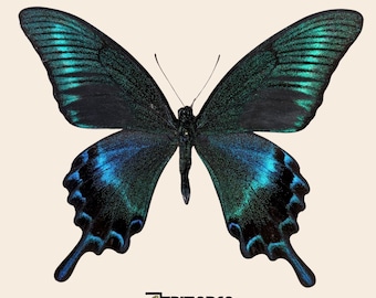 Vera farfalla Papilio maackii, destinata alla collezione di tassidermia entomologica.