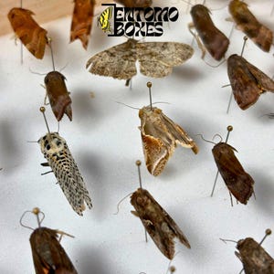 Peut inclure: Une collection de divers spécimens de papillons de nuit épinglés sur un panneau en mousse blanc. L'ensemble comprend des papillons aux ailes brunes, fauves et gris moucheté. Le texte ENTOMO BOXES avec une icône de papillon jaune est imprimé en noir.