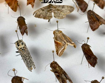 Real Moths Set of 5 European Species, not pinned dried Specimens for Spreading and Pinning